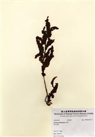 藏品(馬尾藻)的圖片